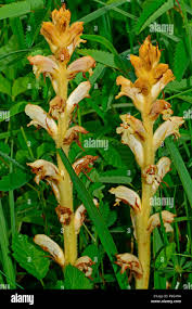 Attēlu rezultāti vaicājumam “Orobanche reticulata flower”