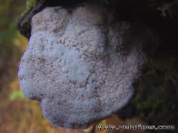 Attēlu rezultāti vaicājumam “Leptoporus mollis”