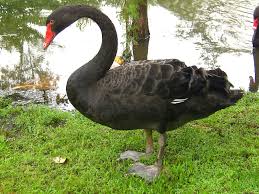 Attēlu rezultāti vaicājumam “Cygnus atratus”