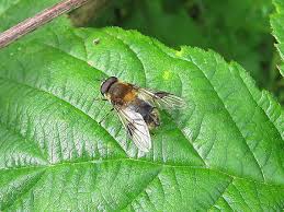 Attēlu rezultāti vaicājumam “Lycogala convexum”