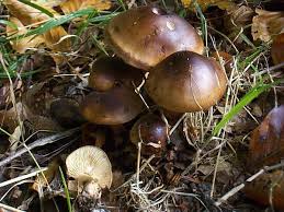 Attēlu rezultāti vaicājumam “Trichia flavicoma stalked”