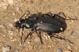 Attēlu rezultāti vaicājumam “Pterostichus melanarius”