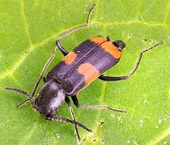 Attēlu rezultāti vaicājumam “Anthocomus fasciatus”