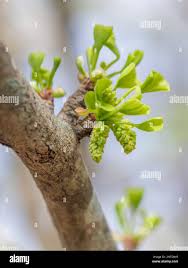 Attēlu rezultāti vaicājumam “Ginkgo biloba female flower”