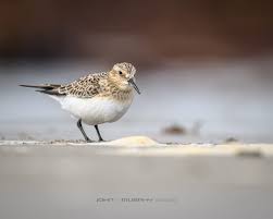 Image result for Calidris bairdii