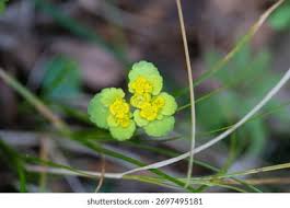 Attēlu rezultāti vaicājumam “Chrysosplenium alternifolium leaf”