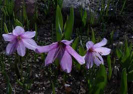 Attēlu rezultāti vaicājumam “Aphelia viburniana”