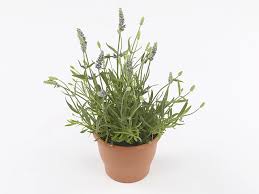 Attēlu rezultāti vaicājumam “Lavandula angustifolia”