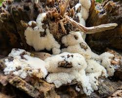 Attēlu rezultāti vaicājumam “Ceratiomyxa morchella stalked”