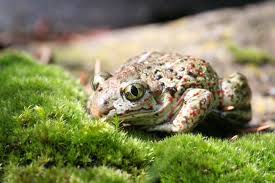 Attēlu rezultāti vaicājumam “Pelobates fuscus”