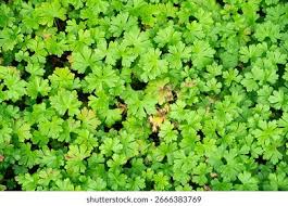 Attēlu rezultāti vaicājumam “Geranium molle”