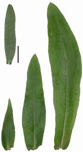 Attēlu rezultāti vaicājumam “Symphyotrichum x salignum leaf”