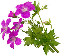Attēlu rezultāti vaicājumam “Geranium sanguineum flower”