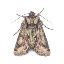 Attēlu rezultāti vaicājumam “Allophyes oxyacanthae”