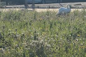 Image result for Sussex Swans