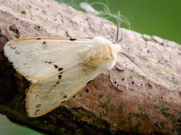 Attēlu rezultāti vaicājumam “Spilosoma lutea larva”