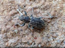 Attēlu rezultāti vaicājumam “Sitona sp.”