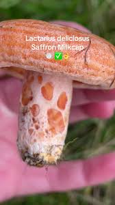 Attēlu rezultāti vaicājumam “Lactarius deliciosus”