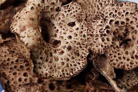 Attēlu rezultāti vaicājumam “Sarcodon imbricatum”