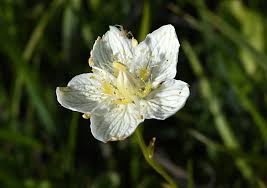 Attēlu rezultāti vaicājumam “Parnassia palustris flower”