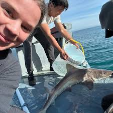 Image result for Mustelus mustelus