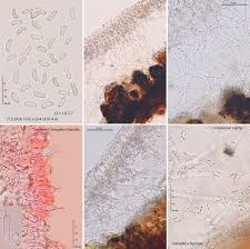 Attēlu rezultāti vaicājumam “Athelia arachnoidea”