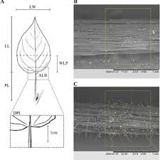 Attēlu rezultāti vaicājumam “Populus laurifolia”
