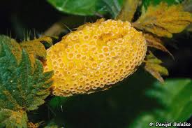 Attēlu rezultāti vaicājumam “Puccinia urticata”