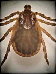 Attēlu rezultāti vaicājumam “Dermacentor reticulatus female”