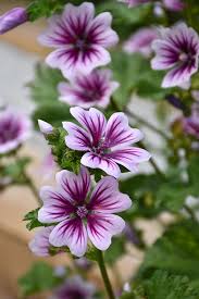 Image result for Malva sylvestris 'Zebrina'