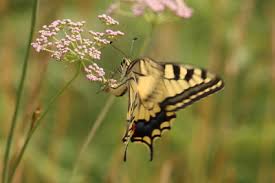 Attēlu rezultāti vaicājumam “Papilio machaon upperside”