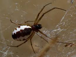 Attēlu rezultāti vaicājumam “Linyphiidae”