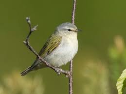 Image result for Vermivora peregrina