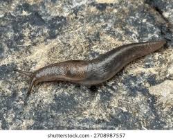 Attēlu rezultāti vaicājumam “Limax maximus”