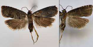 Attēlu rezultāti vaicājumam “Grapholita funebrana”