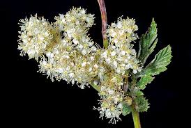 Attēlu rezultāti vaicājumam “Filipendula ulmaria  flower”