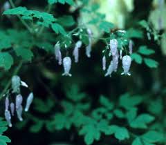 Image result for Adlumia fungosa