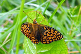 Attēlu rezultāti vaicājumam “Argynnis niobe underside”