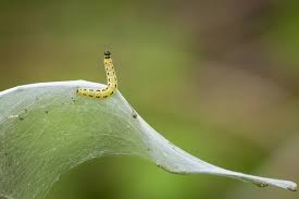 Attēlu rezultāti vaicājumam “Yponomeuta evonymella larva”