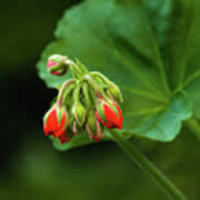 Attēlu rezultāti vaicājumam “Geranium bohemicum bud”