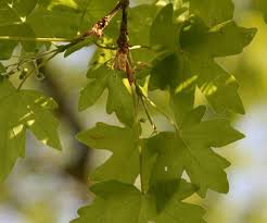 Attēlu rezultāti vaicājumam “Acer campestre flower”