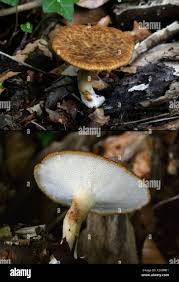 Attēlu rezultāti vaicājumam “Polyporus tuberaster”