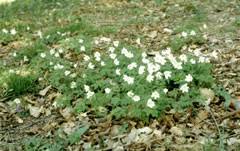 Attēlu rezultāti vaicājumam “Anemone nemorosa bud”