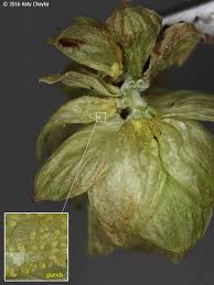 Attēlu rezultāti vaicājumam “Humulus lupulus bud”