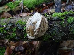 Attēlu rezultāti vaicājumam “Phellinus robustus”