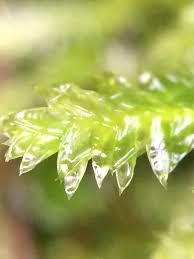 Attēlu rezultāti vaicājumam “Plagiothecium denticulatum”