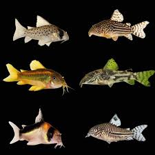 Image result for fish corydoras