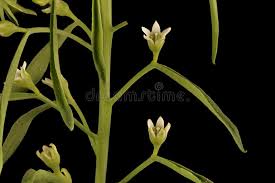 Attēlu rezultāti vaicājumam “Thesium ebracteatum leaf”