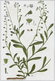 Attēlu rezultāti vaicājumam “Myosotis laxa subsp. baltica”