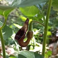 Attēlu rezultāti vaicājumam “Aristolochiaceae”